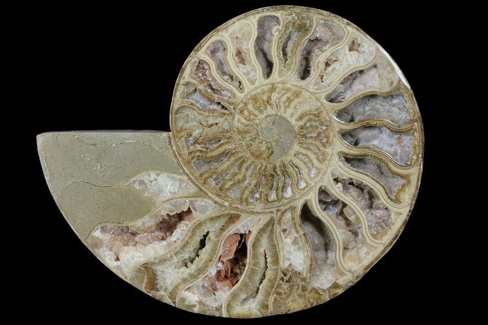 Choffaticeras (Daisy Flower) Ammonite Half - Madagascar #111324